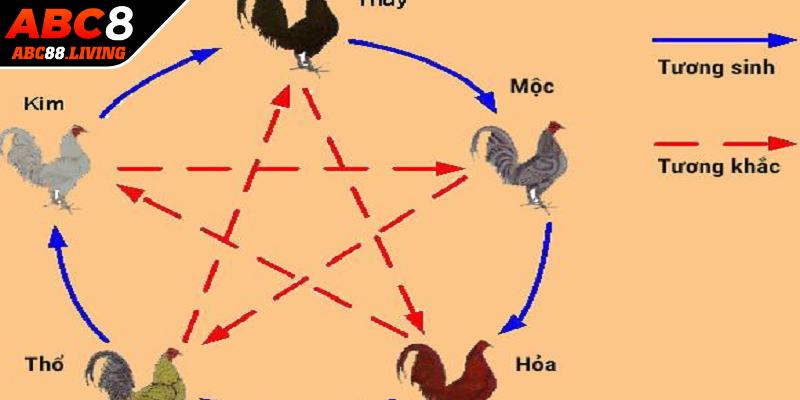 Trong ngũ hành màu mạng của gà đá rất quan trọng