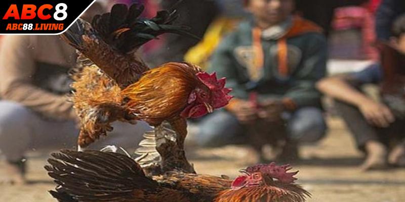 Việc chọn màu mạng đá gà đúng sẽ mang đến nhiều lợi ích hấp dẫn
